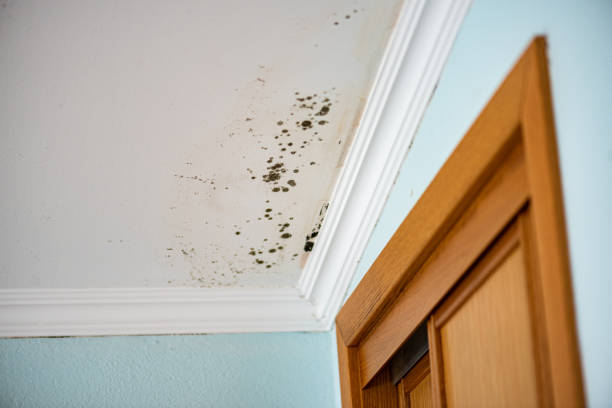 Best Attic Mold Removal  in USA